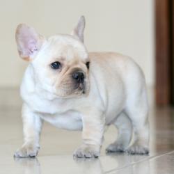 Click sobre la imagen para ampliarla