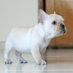 Click sobre la imagen para ampliarla