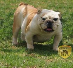 Cachorros de raza Bulldog Ingles para la venta del criadero Nutibara Bulldogs -Pet shop Special Dogs 


            


            