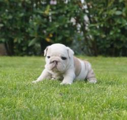 Click sobre la imagen para ampliarla