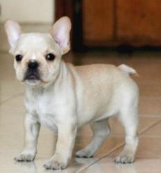 nutibara bulldog frances
            


            