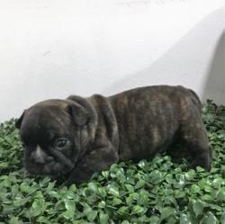 Click sobre la imagen para ampliarla