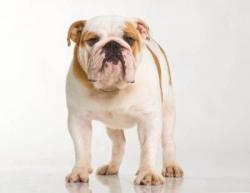 Click sobre la imagen para ampliarla