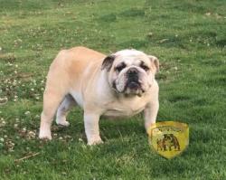 Ejemplares DE EXPOSICION DEL CRIADERO NUTIBARA BULLDOGS


            


            