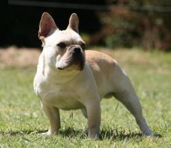 Hijo del Mejor bulldog Frncés de Latinoamérica Multi CH Multi BIS Multi BISS SIMON CHICAMOCHA.
x roja´s Paris

            


            


            criadero  de bulldog


           