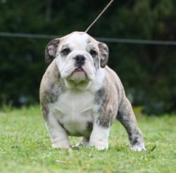 Click sobre la imagen para ampliarla