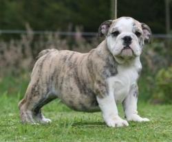 Click sobre la imagen para ampliarla