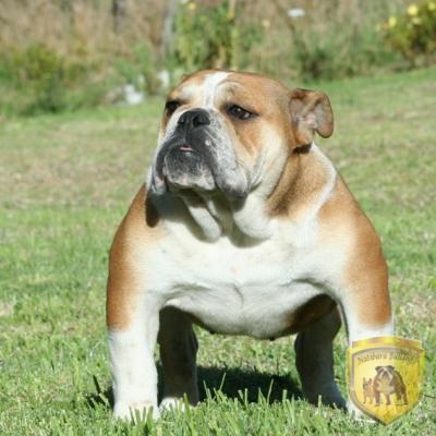 Bulldog