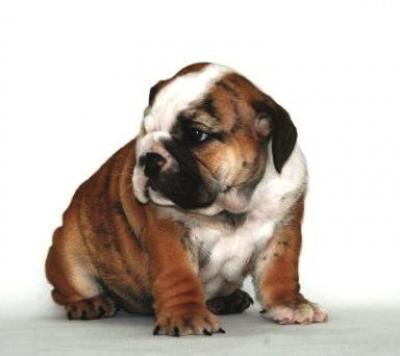 Bulldog