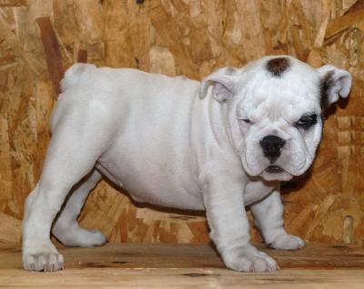 Bulldog