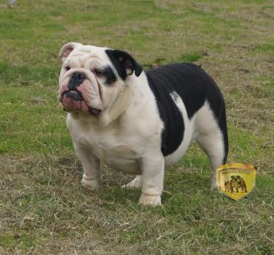 Bulldog