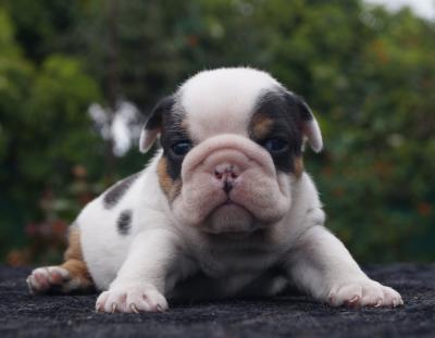 Bulldog