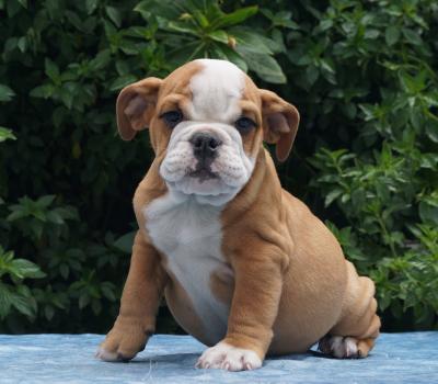 Bulldog