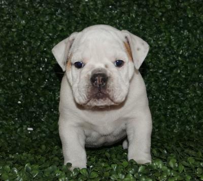 Bulldog