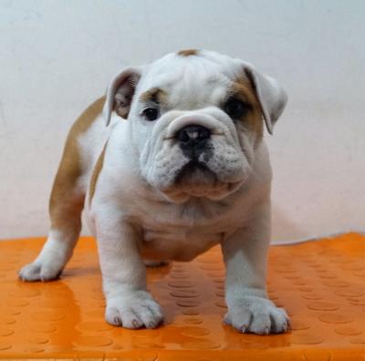 Bulldog