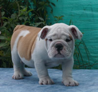 Bulldog