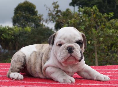 Bulldog