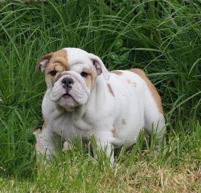 Bulldog