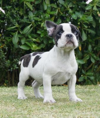 Bulldog