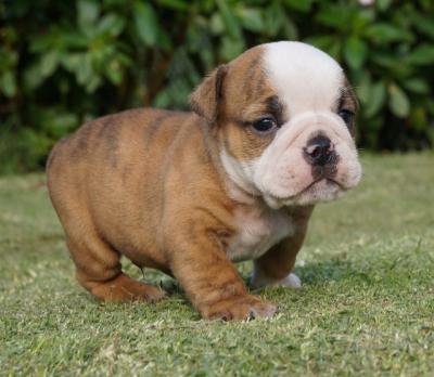 Bulldog