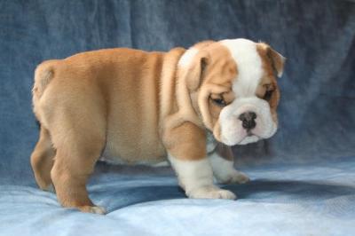 Bulldog