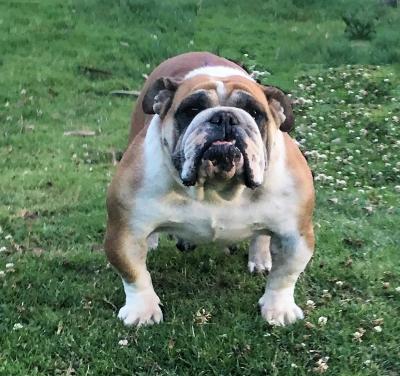 Bulldog