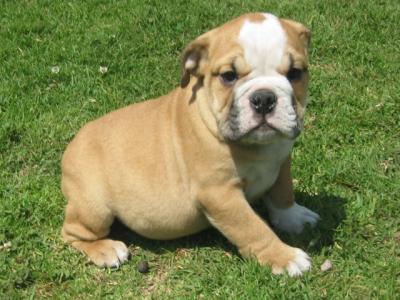 Bulldog