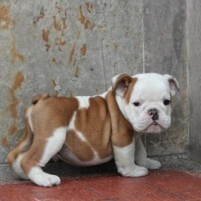 Bulldog