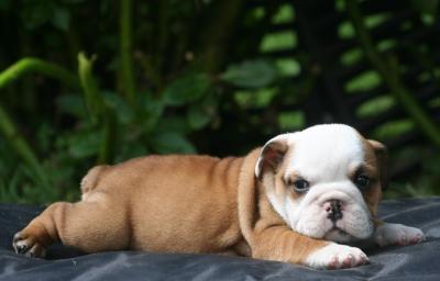 Bulldog
