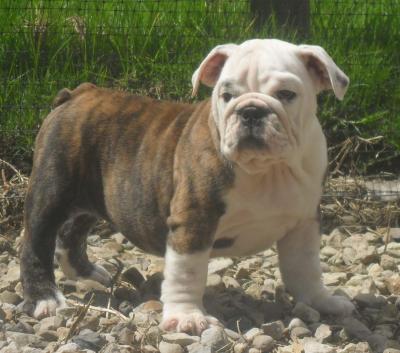 Bulldog