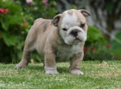 Bulldog