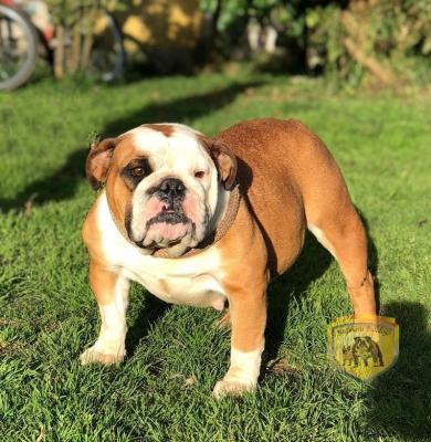 Bulldog