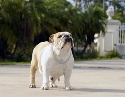 Bulldog