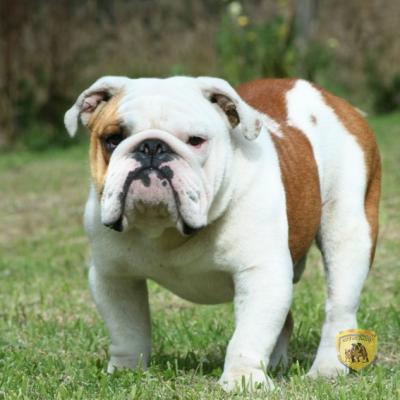 Bulldog