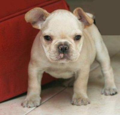 Bulldog