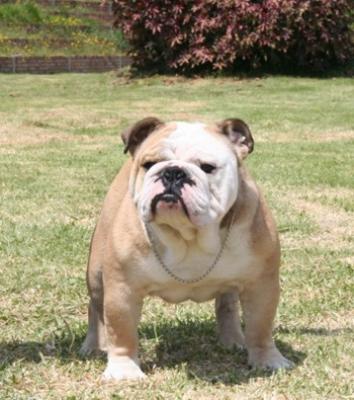 Bulldog